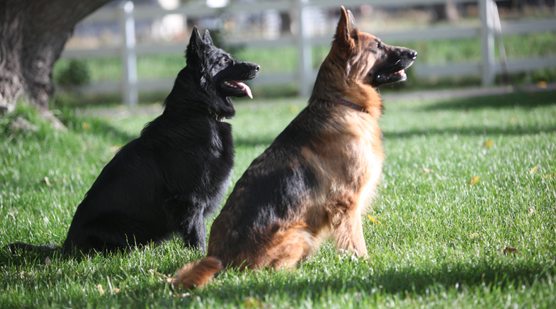We know Long Coat German Shepherd Puppies