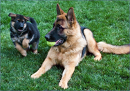 If you are looking for Long Goat German Shepherds For Sale, contact Majic Forest